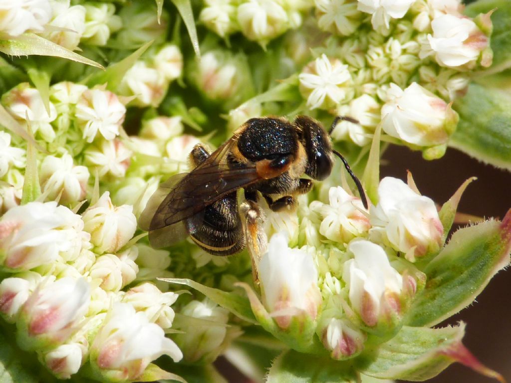 Piccolo apoideo tondeggiante: femmina di Nomiapis sp. (Apidae Halictinae)